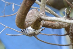 Picumnus albosquamatus