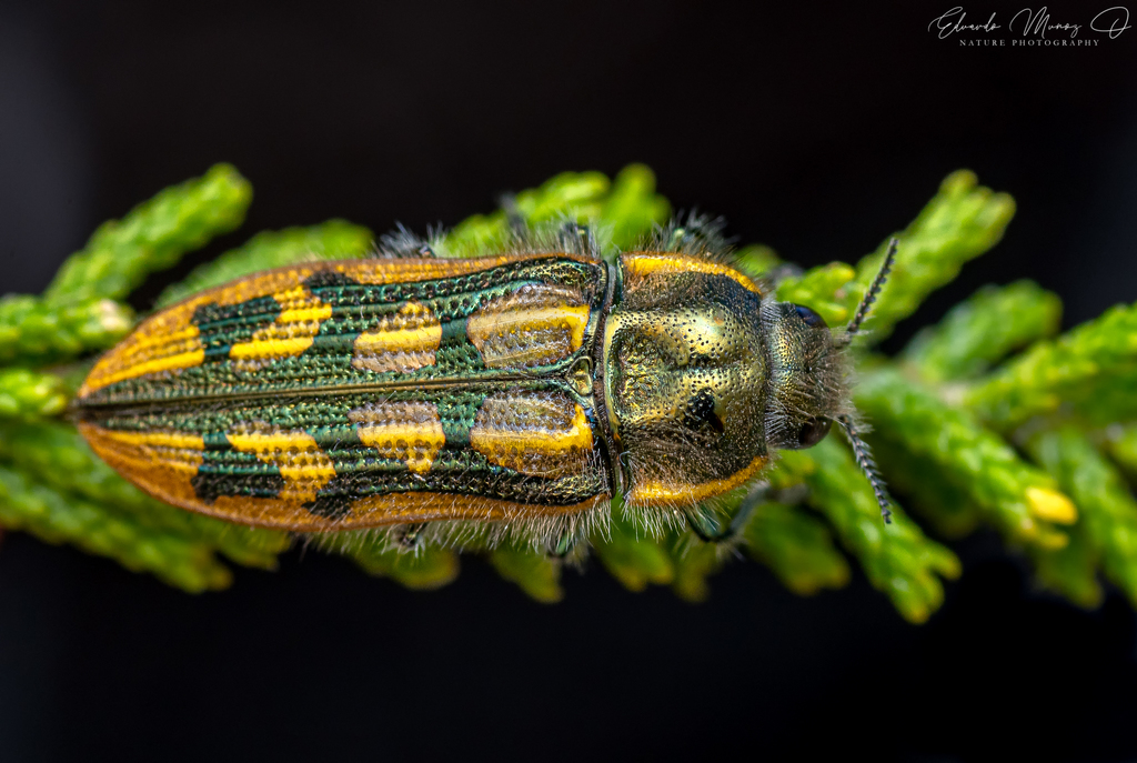 Lasionota rousselii