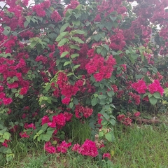 Bougainvillea glabra