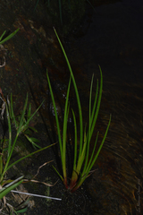 Juncus microcephalus