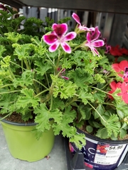 Pelargonium