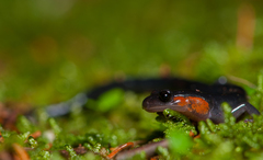 Plethodon jordani