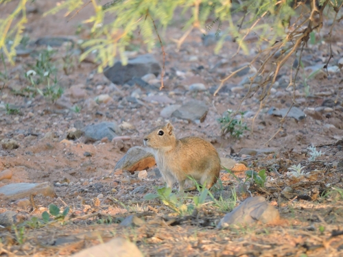 Microcavia maenas