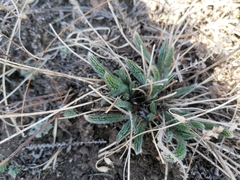 Oxytropis myriophylla
