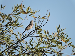 Mimus polyglottos