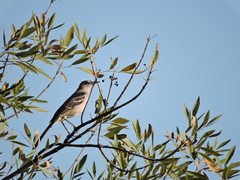 Mimus polyglottos