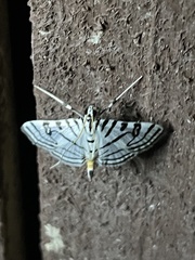 Conchylodes ovulalis