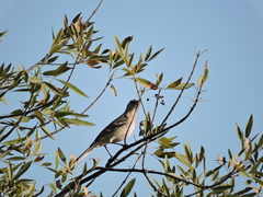 Mimus polyglottos