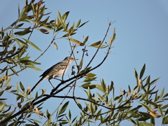 Mimus polyglottos