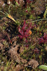 Drosera alba
