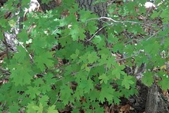 Acer grandidentatum