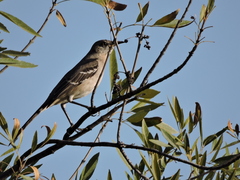 Mimus polyglottos