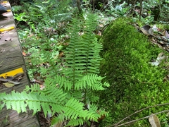 Polystichum tripteron
