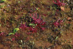 Drosera alba