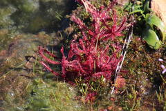 Drosera alba