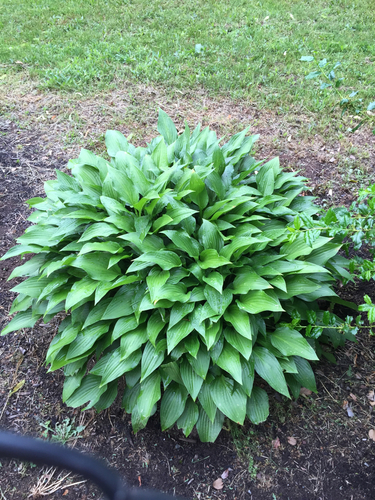 photo of Hostas (Hosta)