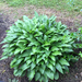 photo of Hostas (Hosta)