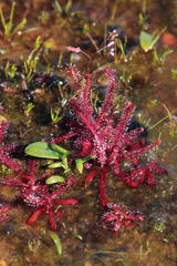 Drosera alba