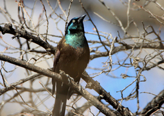 Quiscalus quiscula versicolor