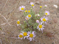 Erigeron poliospermus