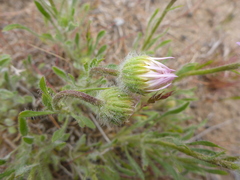 Erigeron poliospermus