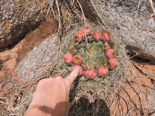 Gymnocalycium saglionis