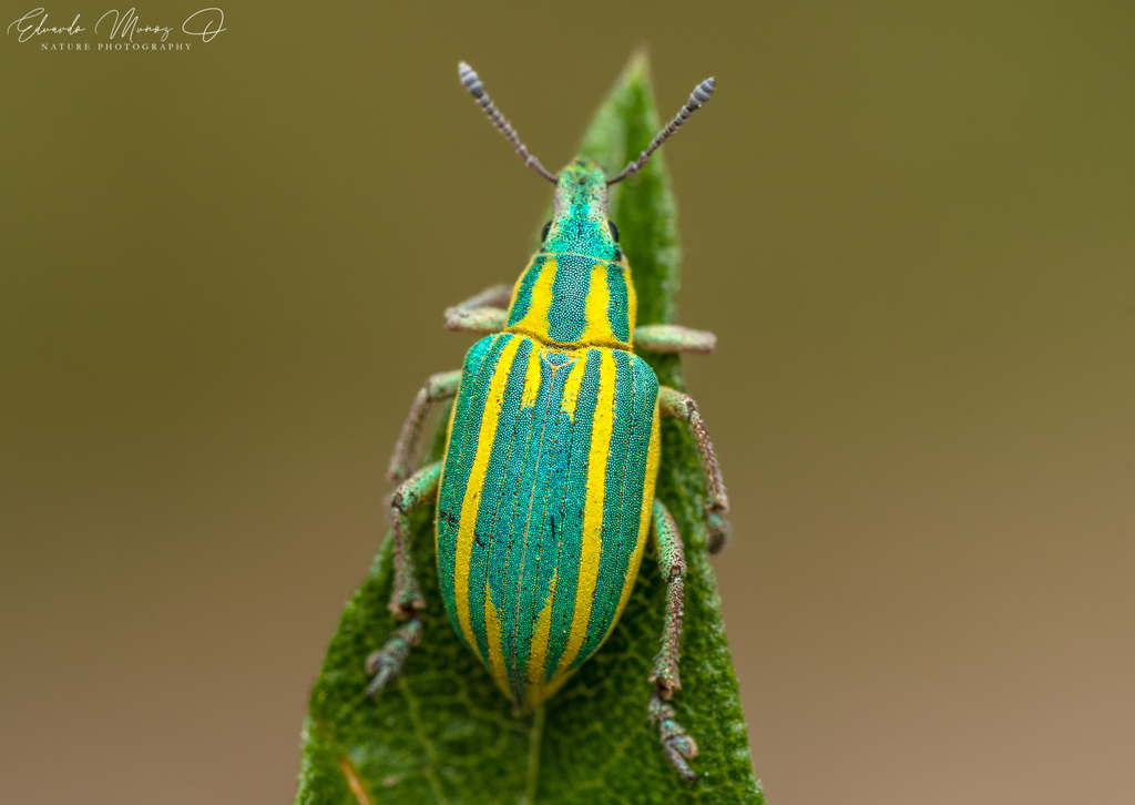 Beetles