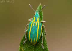 Platyaspistes venustus