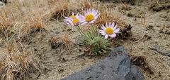Erigeron poliospermus