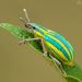Beetles - Photo (c) Eduardo Muñoz Orellana, some rights reserved (CC BY-NC), uploaded by Eduardo Muñoz Orellana