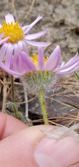 Erigeron poliospermus