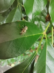 Phintelloides versicolor