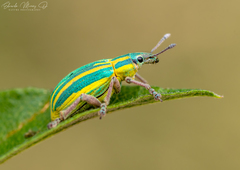 Platyaspistes venustus