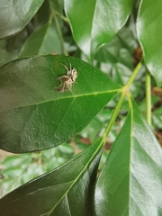 Phintelloides versicolor