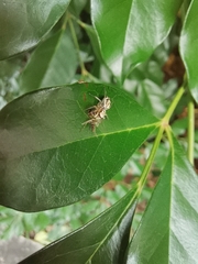 Phintelloides versicolor