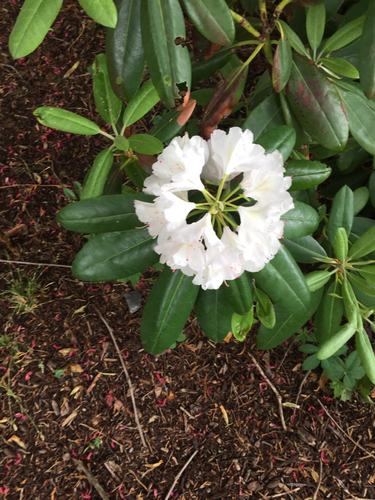 photo of Rhododendrons And Azaleas (Rhododendron)