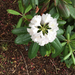 photo of Rhododendrons And Azaleas (Rhododendron)