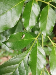 Phintelloides versicolor