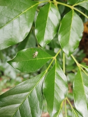 Phintelloides versicolor