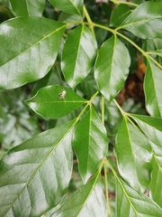 Phintelloides versicolor