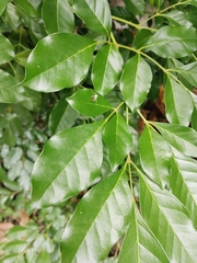 Phintelloides versicolor