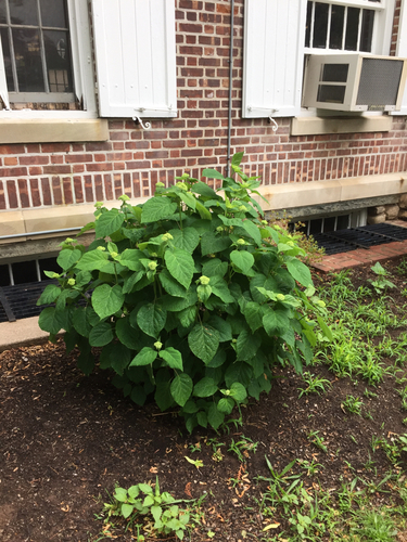 photo of Hydrangeas (Hydrangea)