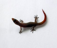 Sphaerodactylus argivus