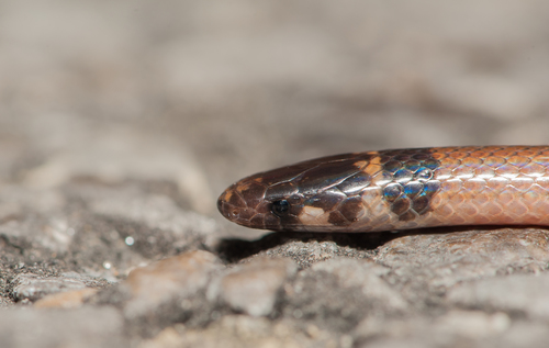 Southeastern Crowned Snake