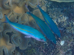 Caesio caerulaurea