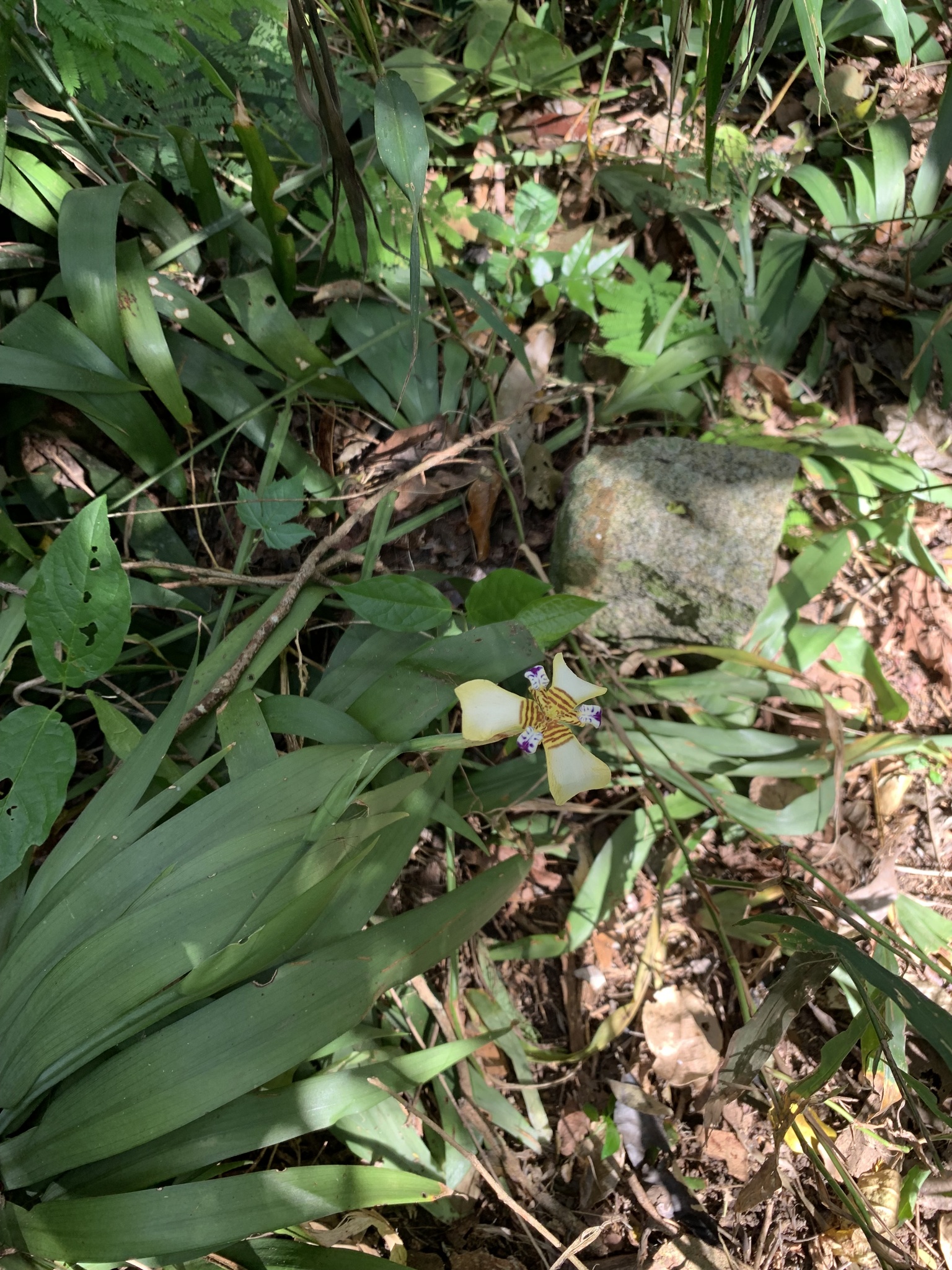 Imagem de Lírio Borboleta