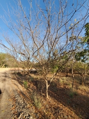 Vachellia campechiana