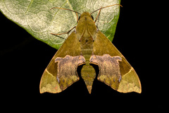 Angonyx papuana