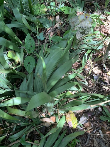 Foto de Lírio Borboleta