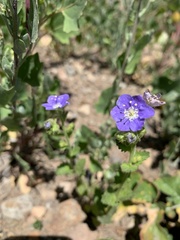 Phacelia ciliata